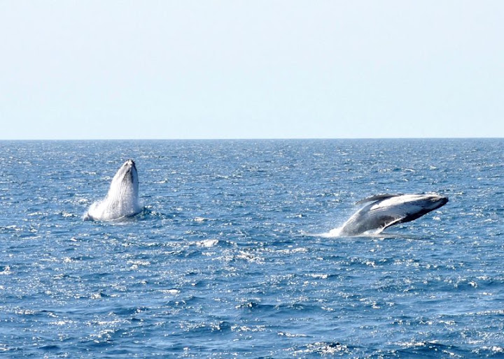 Humpback5.jpg