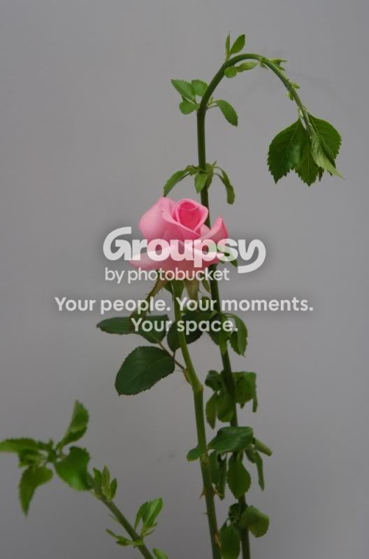 weepingrose.jpg