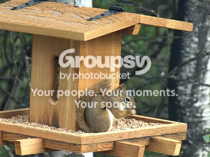 SquirrelFeeder.jpg