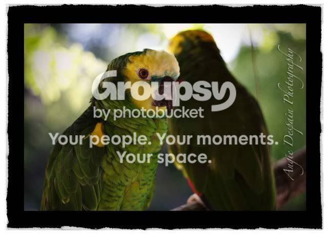 parrotweb.jpg