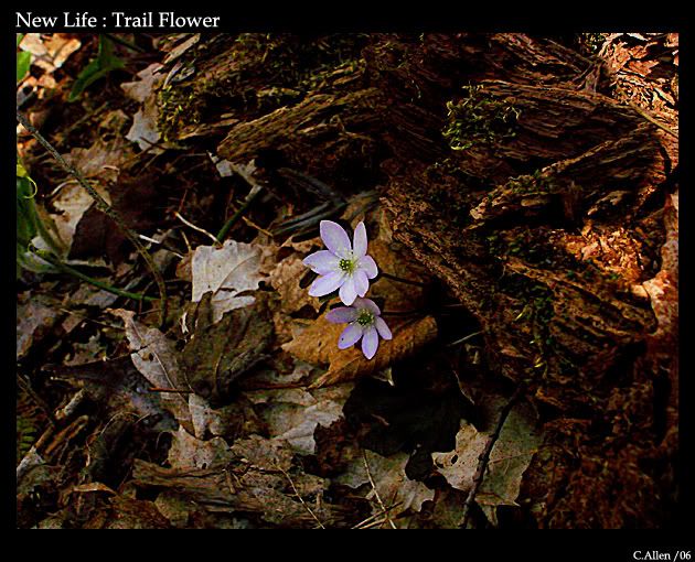 TrailFlower2.jpg
