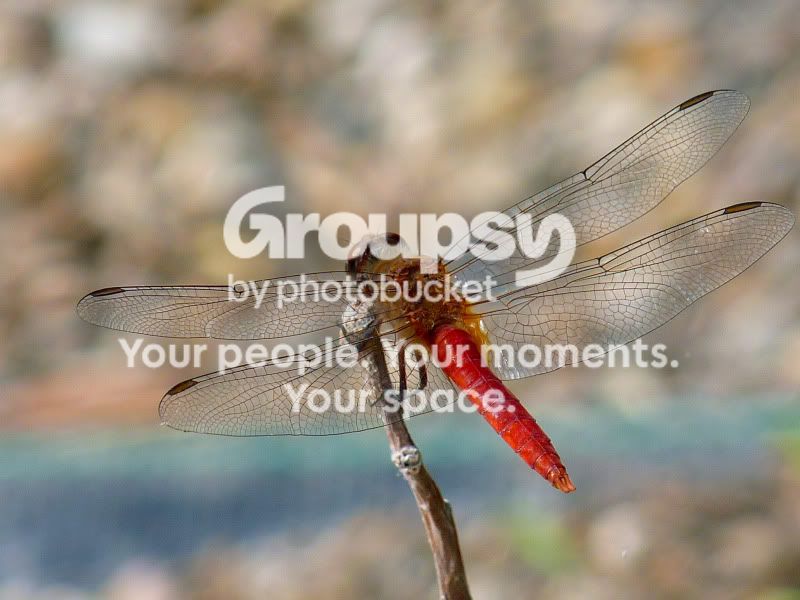 Dragonfly3-HDR.jpg
