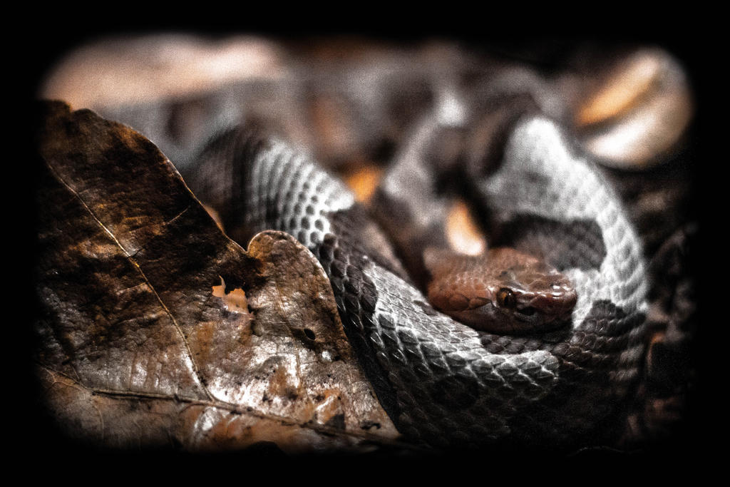 snake_by_er111a-d66zo6g.jpg