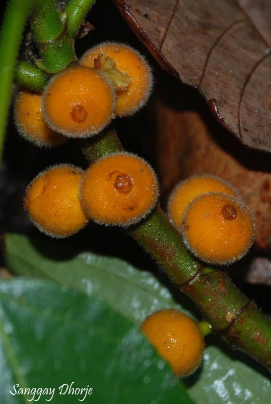 DSC_0135.jpg