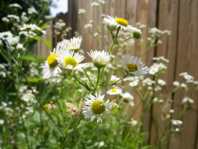 flowa.jpg
