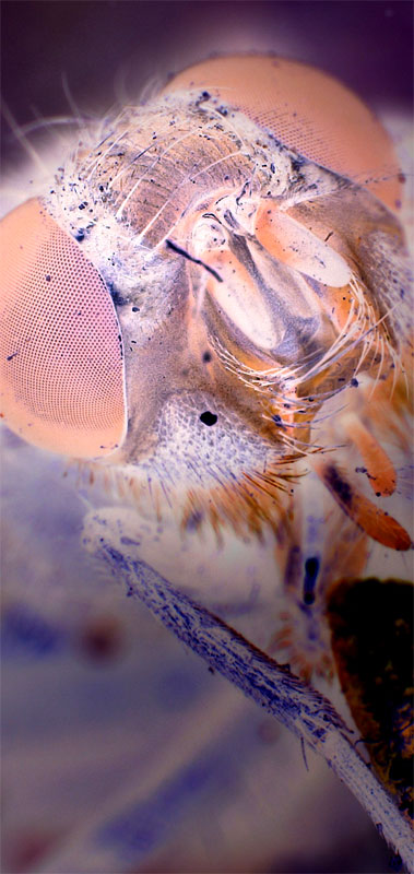 fly10.jpg