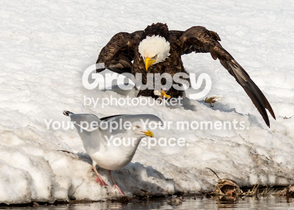 11eagle_zpsff03e749.jpg~original