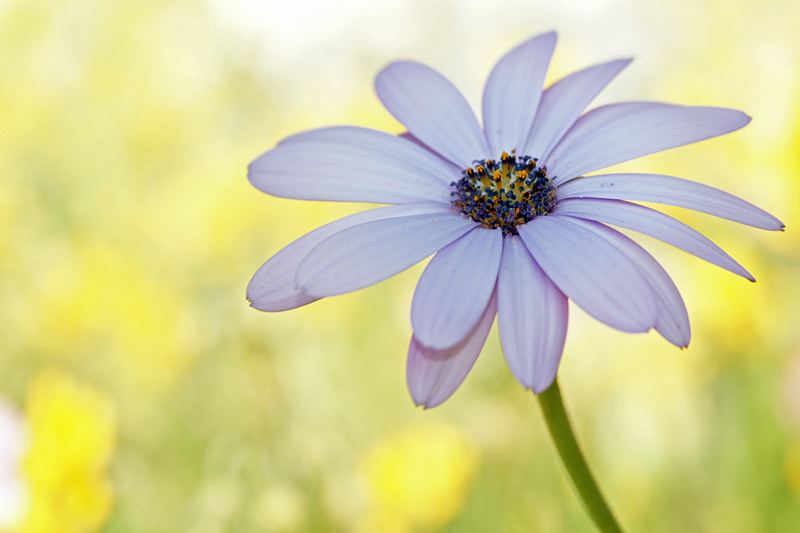 flower_09.jpg