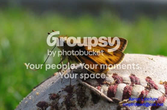 butterflyball1b.jpg