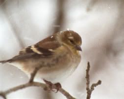 Birds01Jan05.jpg
