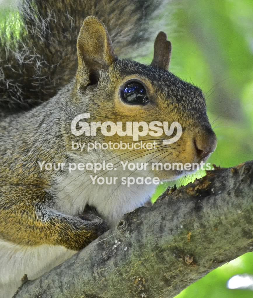 Squirellcloseup.jpg