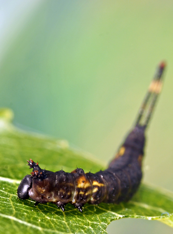 cerura_vinula_06.jpg