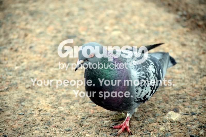 bird1.jpg