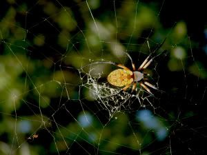 2006-08-14-018-Writin-Spide.jpg