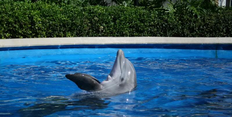 Dolphin1.jpg