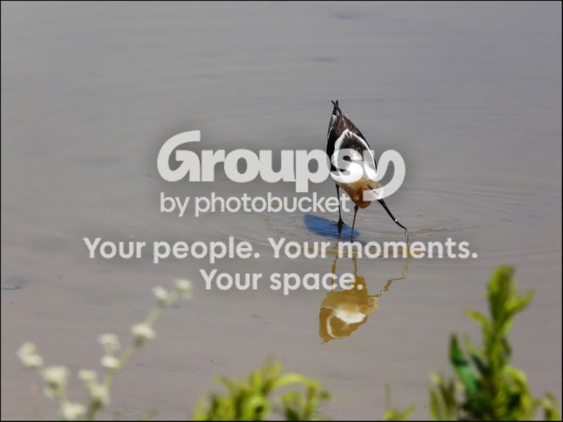 JerryBirding259e1.jpg