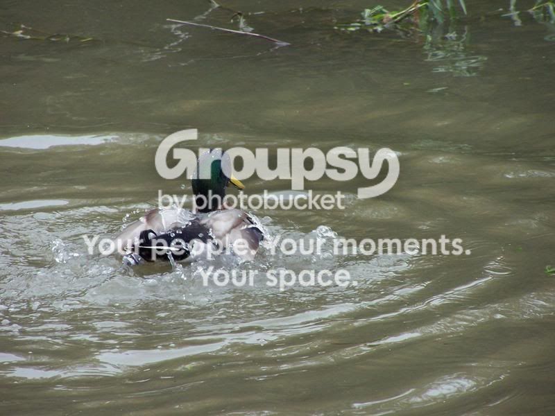 100_4186e.jpg