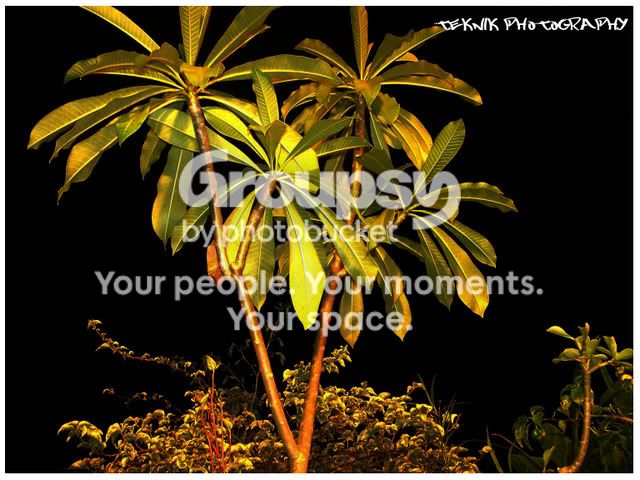plant.jpg