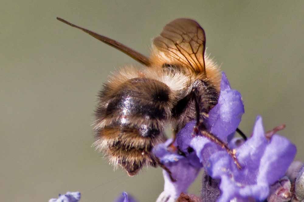 Macro-103.jpg