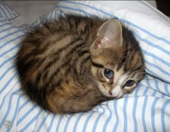 sad-kittens4115.jpg