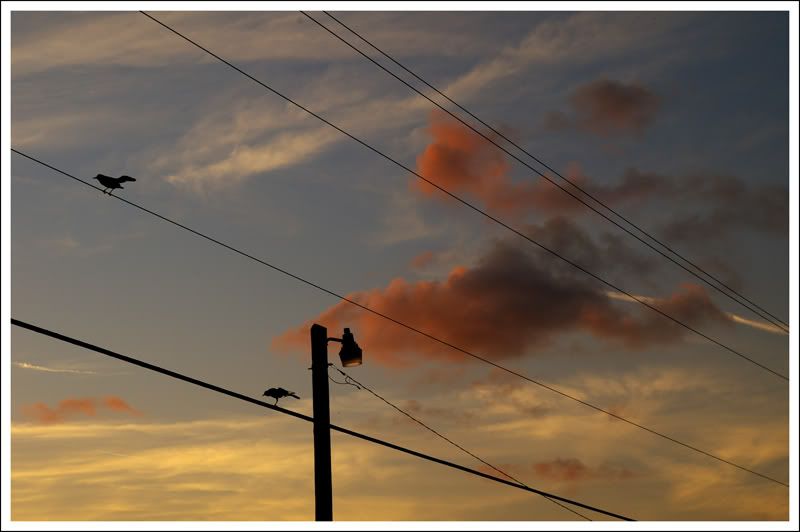 birdssunset1.jpg