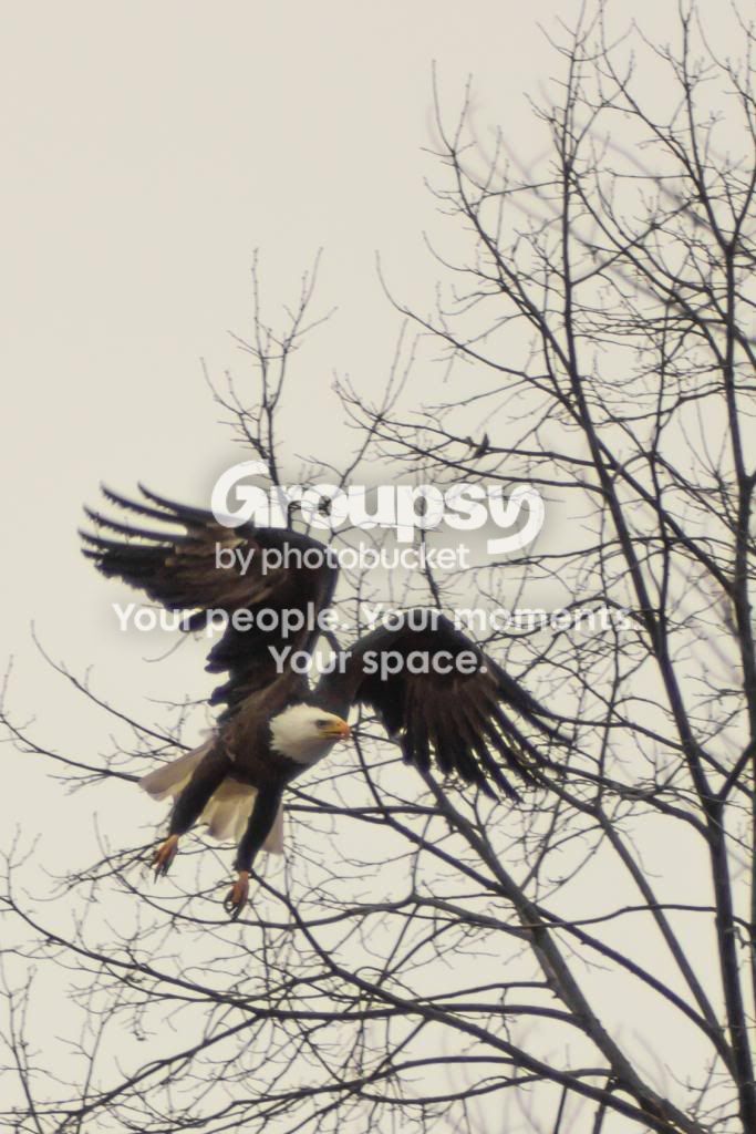 Eagle-3_zps8c5cafa4.jpg