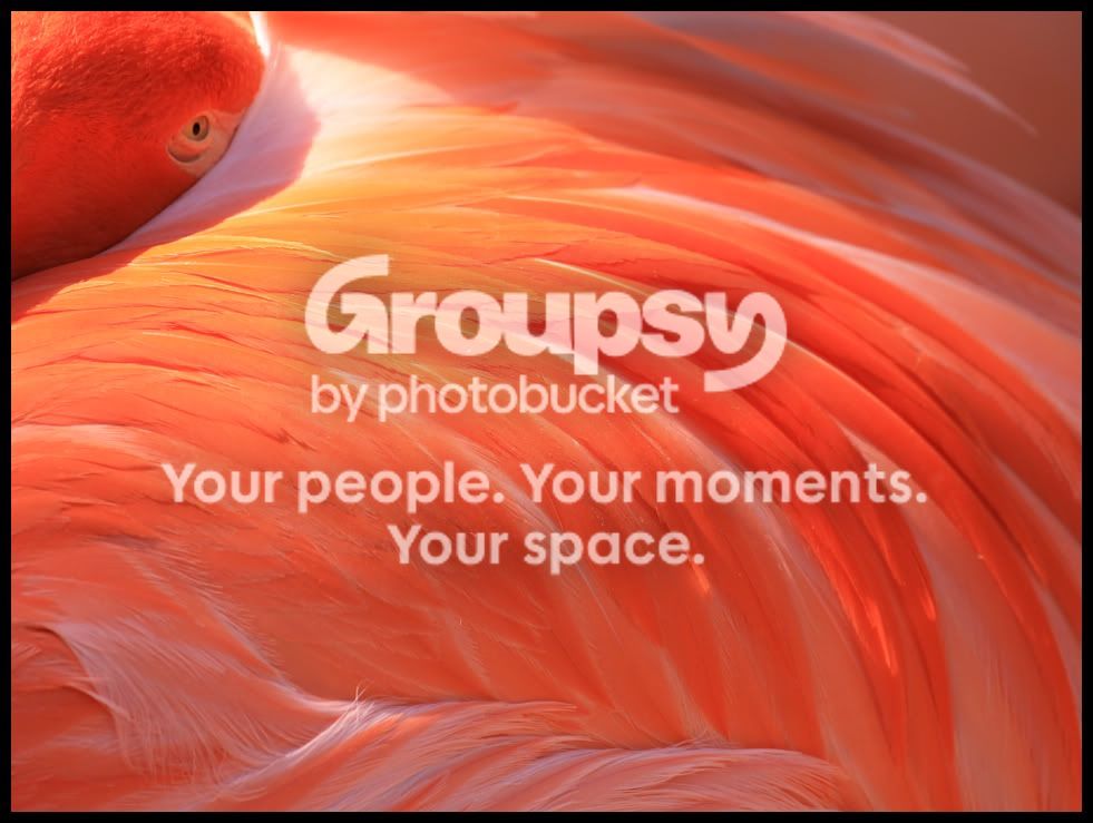 flamingo.jpg