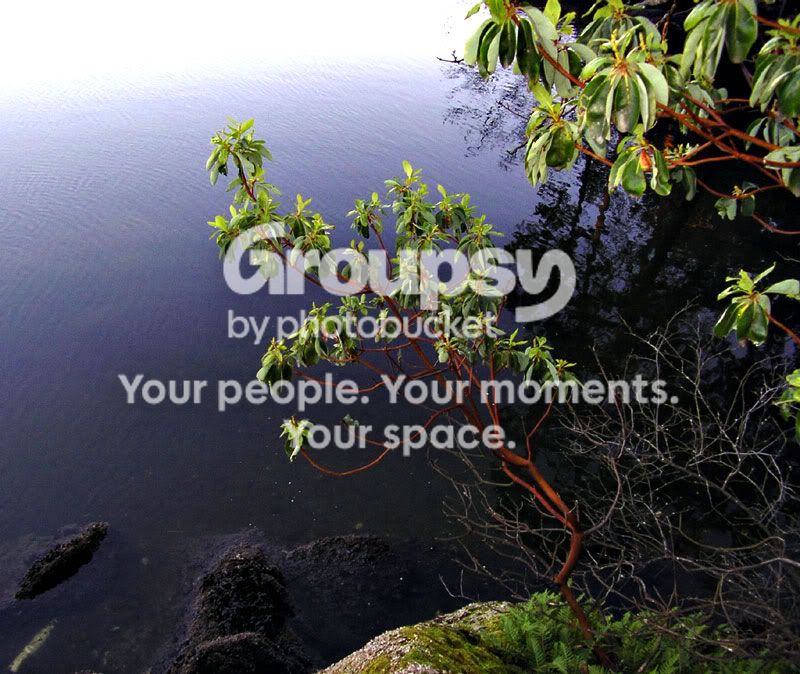 babyarbutus.jpg