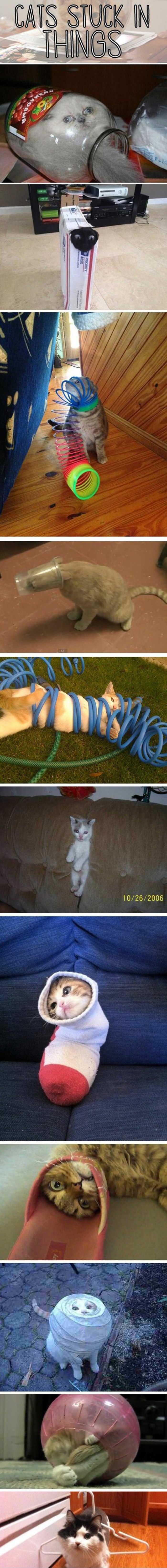 cats_stuck_in_things.jpg