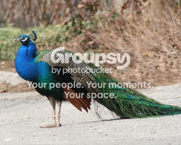 Peacock-252.jpg