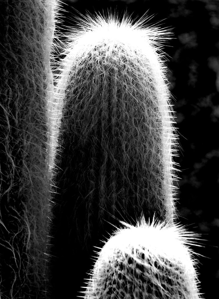 _MG_311710-X2.jpg