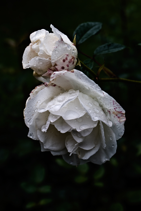 Roses_in_the_rain_by_krigfx.jpg