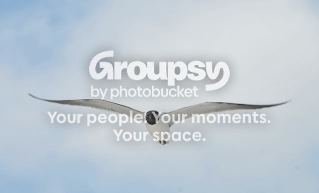 bird3.jpg
