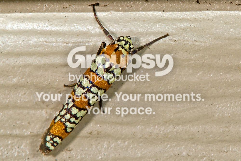 ColorfulBug3003copy-1.jpg