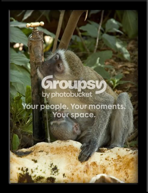 monkey2copy.jpg
