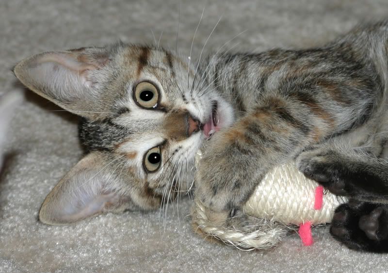 webkitty4.jpg