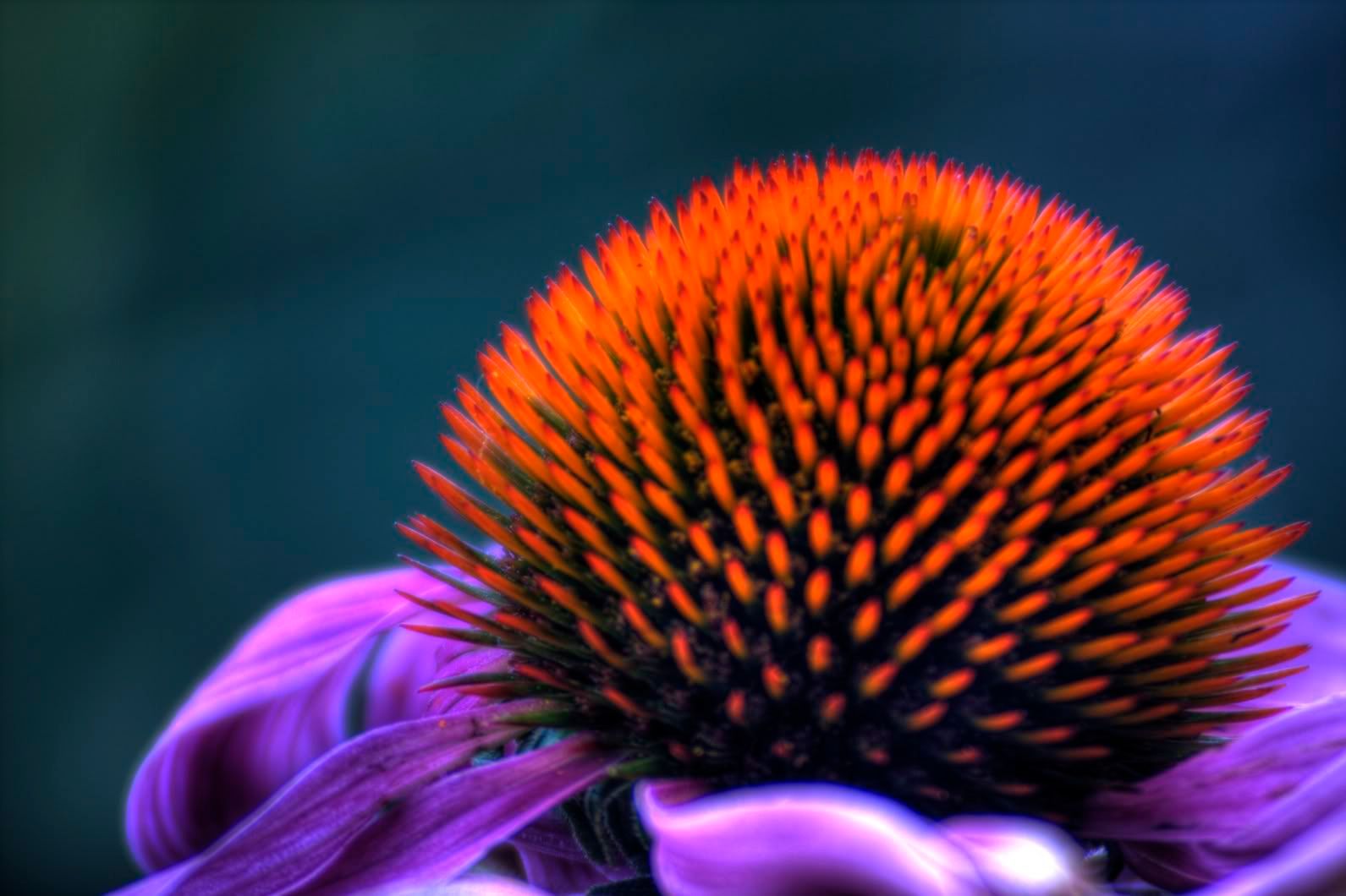 macro_flower_jpg.jpg