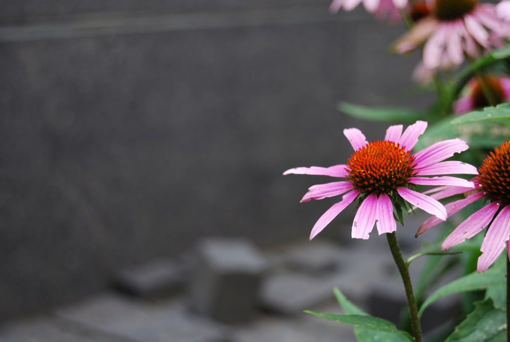 DSC_0024.jpg