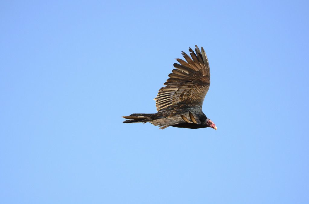 DSC_8085-2.jpg
