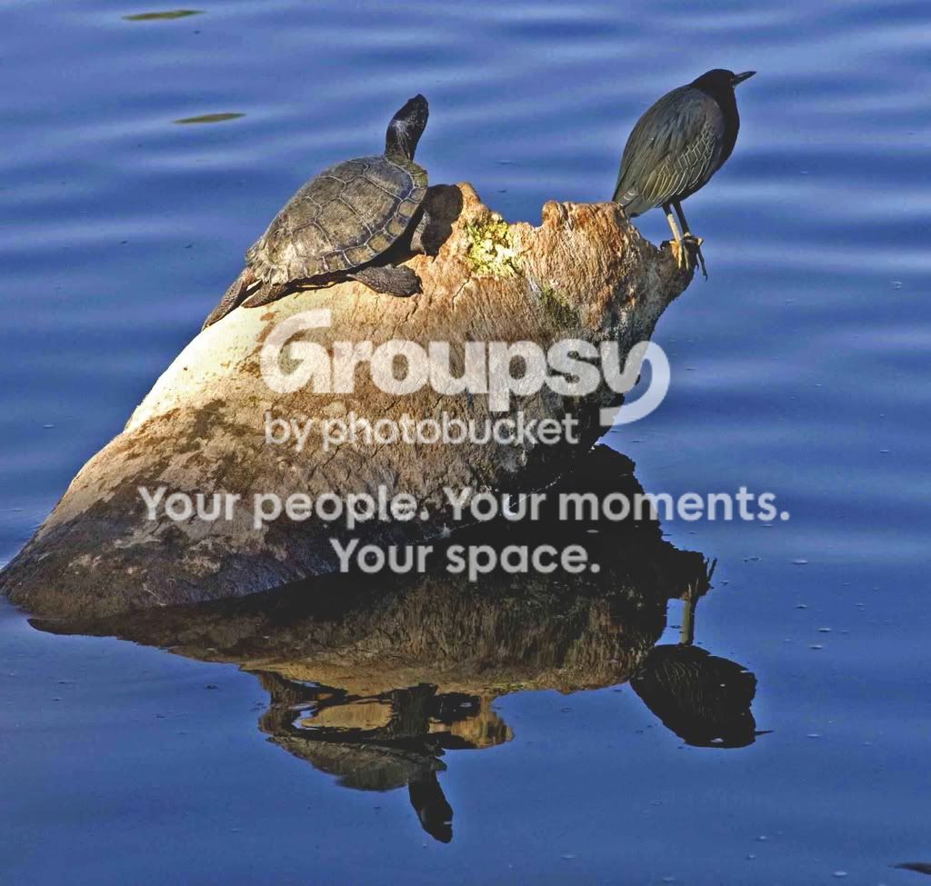 turtlebird.jpg