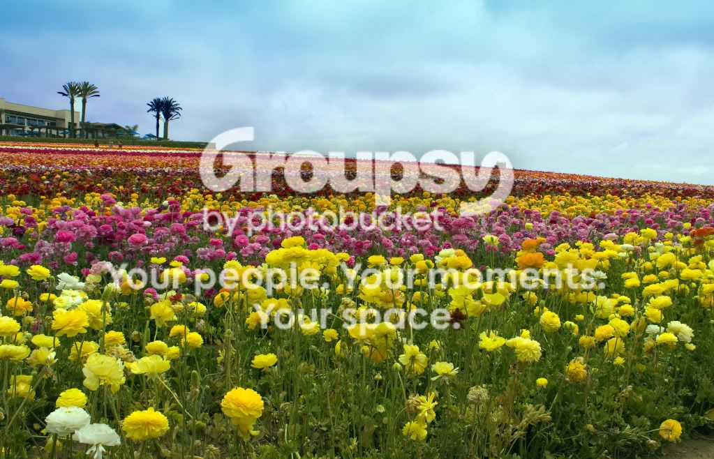 TheFlowerFields7.jpg
