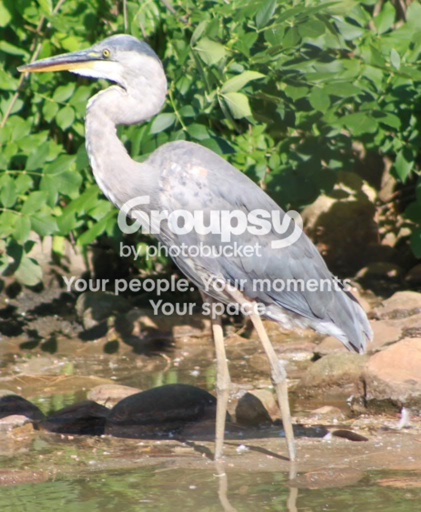 Heron1.jpg