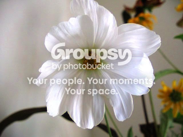 tpfhelpflower2.jpg