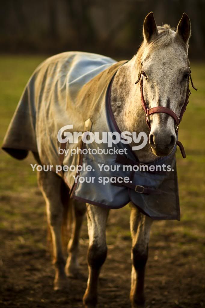Horse1.jpg