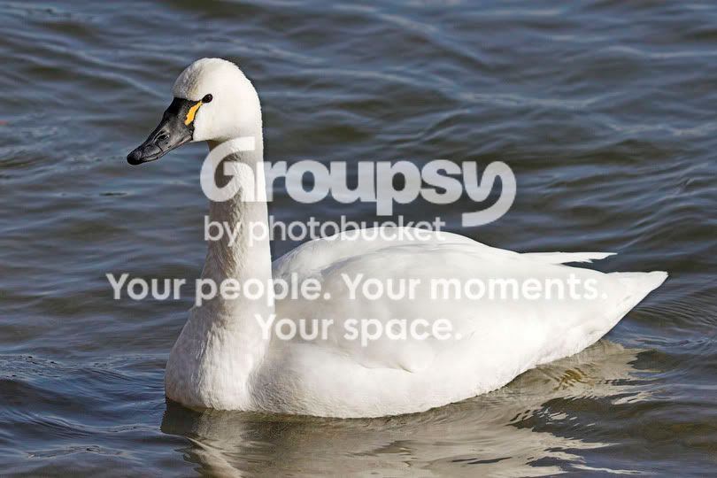 TundraSwan1a.jpg