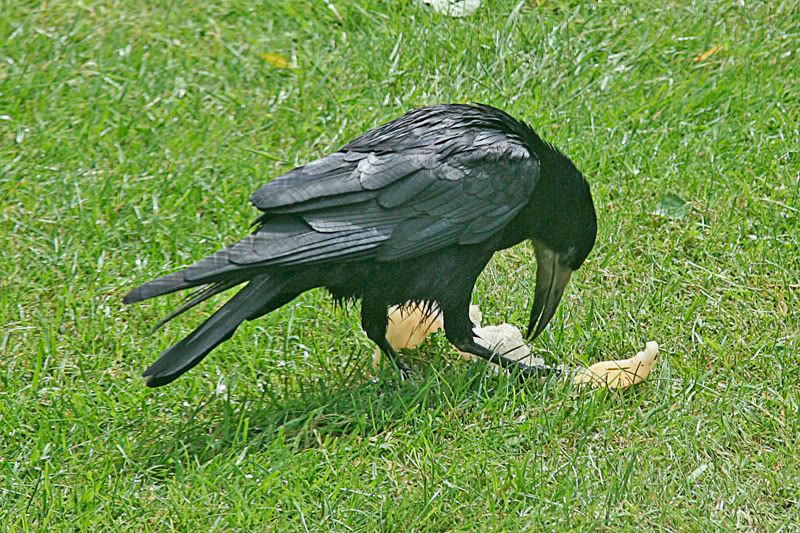 Crow2.jpg