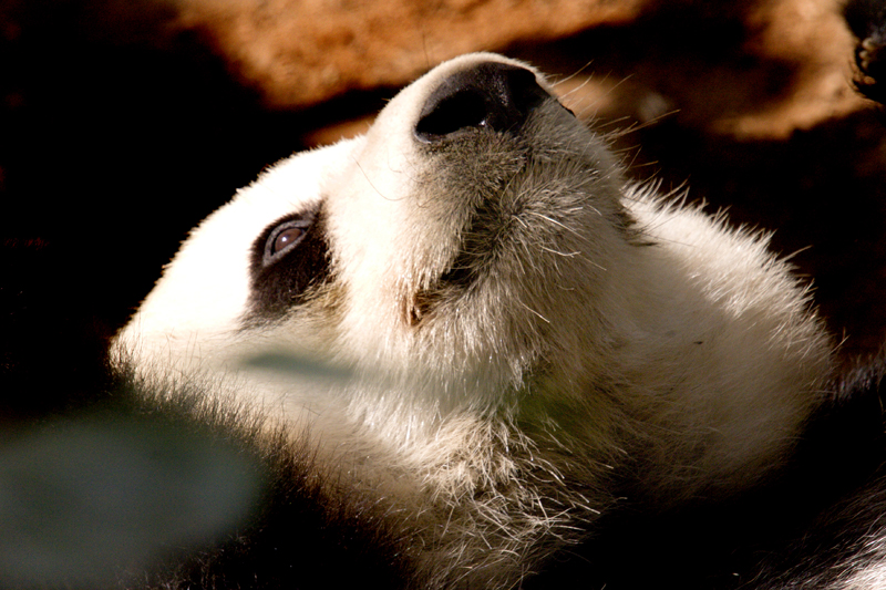 San%20Diego%20Zoo14-L.jpg