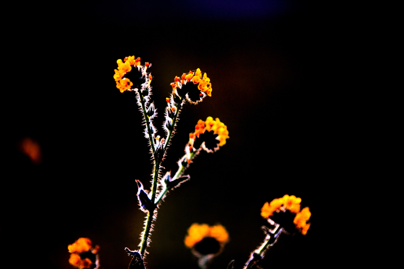 IMG_7134.jpg