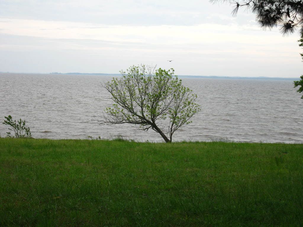 treeandrez2.jpg