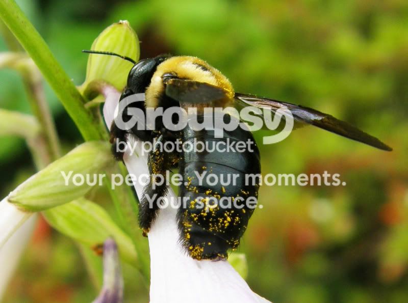 BumbleBee2.jpg